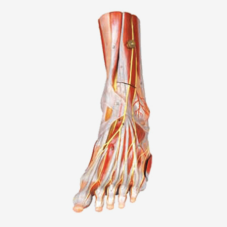 �㼡����ҪѪ����ģ��