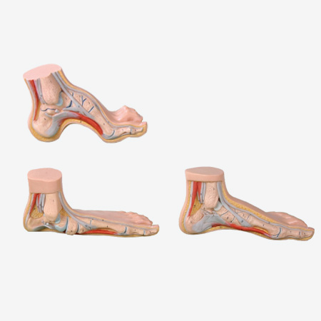 �����㡢ƽ���㡢������ģ��