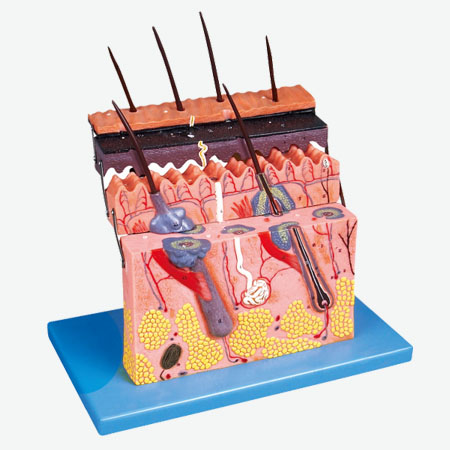 Ƥ���������Ŵ�ģ��