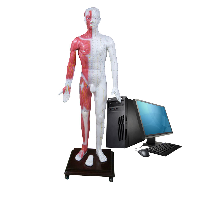 ��ý���������Ѩλ����ģ��