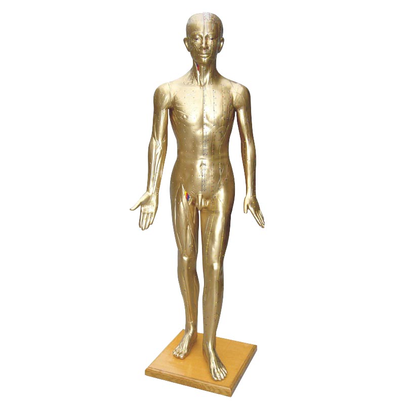 170CM���ͭ��ģ��