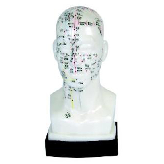 20cmͷ���ģ��